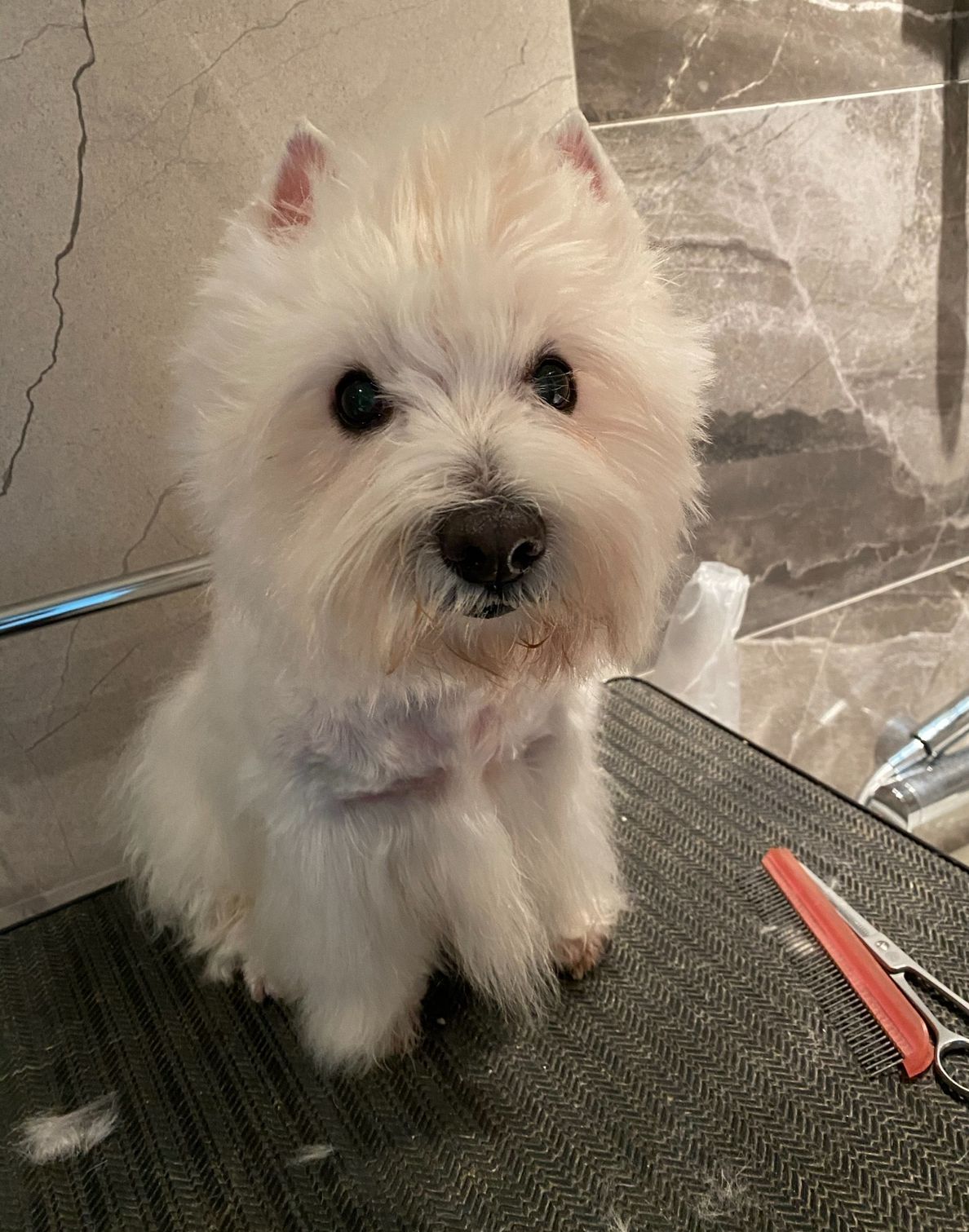 Pet Bath